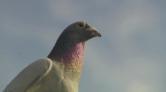 Quartiers d'Histoires - Pigeon... mais pas dupe !
