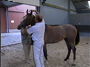 28/08/2009 - Ghlin : Open de Wallonie pour jeunes chevaux