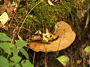 16/10/2009 - Mons : Promenade Champignons