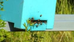 36818_berger_photovoltaique_abeille_SDt.jpg