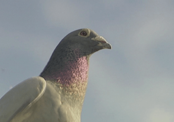 Quartiers d'Histoires - Pigeon... mais pas dupe !