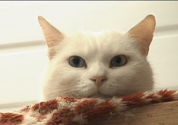 Wallonie - La puce obligatoire pour les chats!