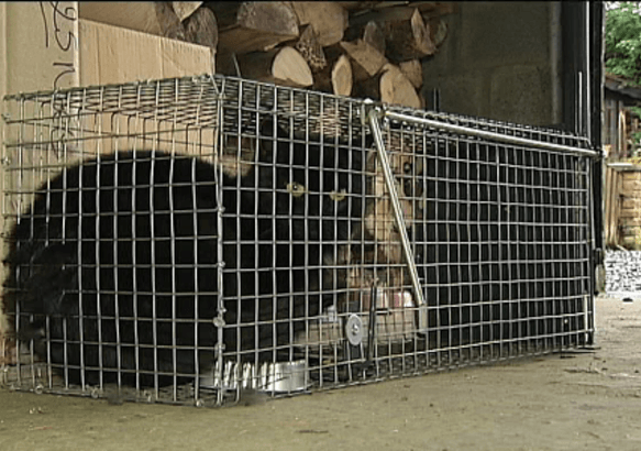 Honnelles - Campagne de stérilisation des chats errants!