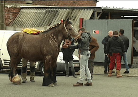 La Bouverie - Savez-vous ce qui fait la beauté des chevaux de trait ?