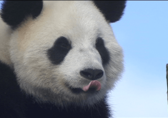 Pairi-Daiza - Un bébé panda pour bientôt?