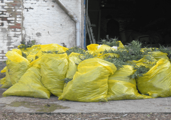 Colfontaine - 692 plants de cannabis saisis