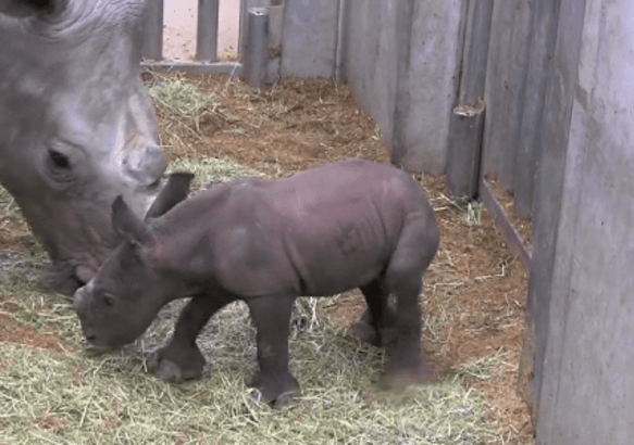 Casteau - La nouvelle saison de Pairi Daiza commence ce samedi !