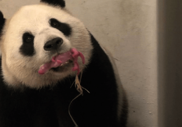 Brugelette- Des nouvelles du petit panda