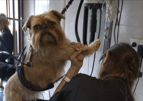 Mons-Borinage - Canifed : un label pour les métiers du chien!