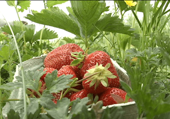 Montignies-lez-Lens - Edouard et ses petits fruits