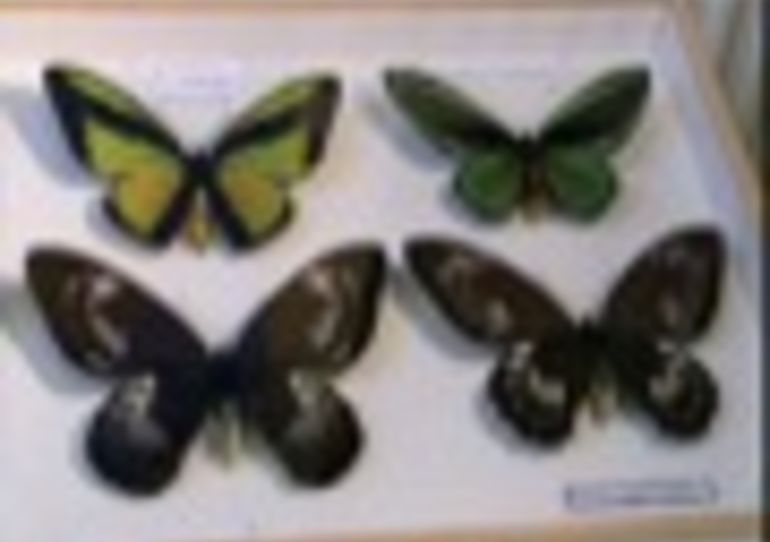 11/10/2008-Jurbise:Exposition sur les papillons:  "Bijoux de la nature"