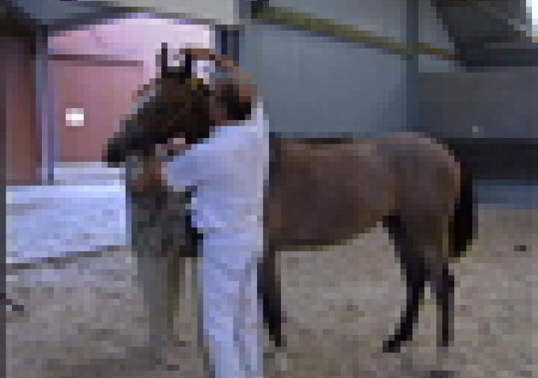 28/08/2009 - Ghlin : Open de Wallonie pour jeunes chevaux