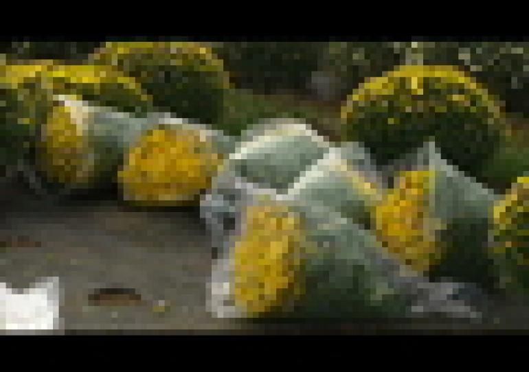 29/10/2009 - ACTV : Portrait d'un horticulteur dans le cadre de la Toussaint